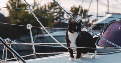 Cats On Liveaboard Sailboats: A Complete Guide | Life of Sailing