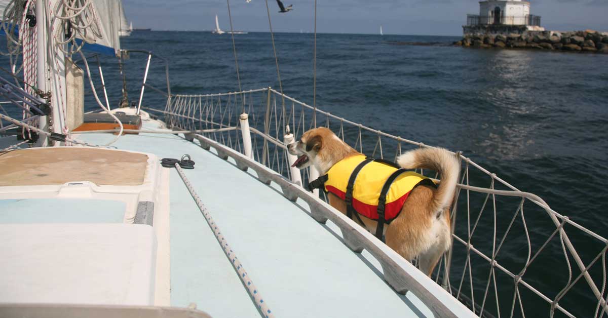 Cruising With Big Dogs On A Sailboat | Life of Sailing