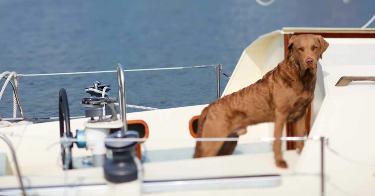 Can Dogs Live on Sailboats? | Life of Sailing