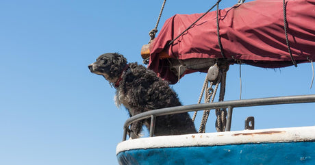 Best Sailboats For Dogs | Life of Sailing