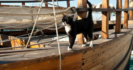 15 Worst Sailing Superstitions Old Sea Dogs Have Ever Heard | Life of Sailing